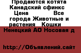 Продаются котята Канадский сфинкс › Цена ­ 15 000 - Все города Животные и растения » Кошки   . Ненецкий АО,Носовая д.